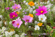 Farbenfrohe Blütenpracht für mehr Sommergefühl und gute Laune