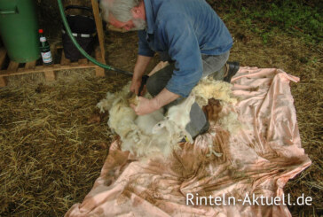 Schafe im Sommerkleid: NABU-Skudden werden geschoren