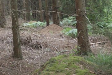 Unterwegs im Reich der Waldameisen: Naturschutzjugend besucht die nützlichen Waldbewohner in Obernkirchen