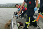 Feuerwehren bergen Tierkadaver aus der Weser