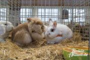Engern: Mittelweserschau für Kaninchen mit Kanin-Hop Turnier