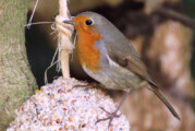 10 Tipps zur Winterfütterung von Vögeln