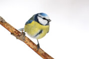 Stunde der Wintervögel 2017: NABU und NAJU suchen fleißige Vogelzähler