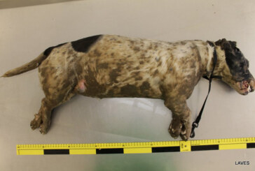 Polizei berichtet: Toter Hund aus der Exter wurde ertränkt