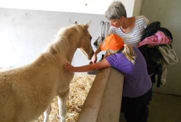 „Tierisch gut!“: Kinderschutzbund Rinteln veranstaltete Ferientage auf dem Twelenhof