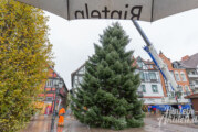 O Tannenbaum: Weihnachtstanne heute am Rintelner Marktplatz aufgestellt