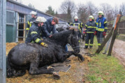 Feuerwehren Bückeburg und Rinteln kooperieren bei Pferde-Rettung