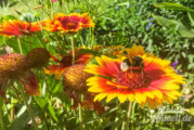 Landkreis Schaumburg sucht Berater mit Herz für Bienen, Wespen und Hornissen