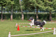 Tag der offenen Tür und Sommerfest beim Hundesportverein an der Lieth e.V.