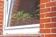 Cannabispflanzen auf der Fensterbank
