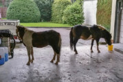 Ponys „parken“ bei Polizei