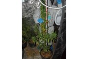 Stadthagen: Marihuana-Plantage mit über 100 Pflanzen bei 24-Jährigem beschlagnahmt