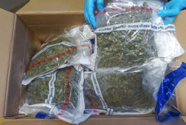 Polizei entdeckt Cannabis-Plantage im Wald bei Hessisch Oldendorf