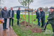 Stiftung für Rinteln: Apfelbaum am Alten Hafen gepflanzt