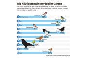 Abwärtstrend bei vielen Vogelarten festgestellt: Zugvögel verweilen häufiger in Deutschland