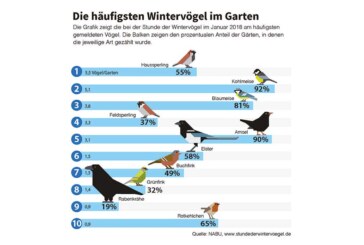 Abwärtstrend bei vielen Vogelarten festgestellt: Zugvögel verweilen häufiger in Deutschland