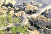 Angler entdecken Riesenschlange am Weserufer