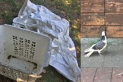 Dressierte Tauben gestohlen und in Wäschekorb wieder ausgesetzt