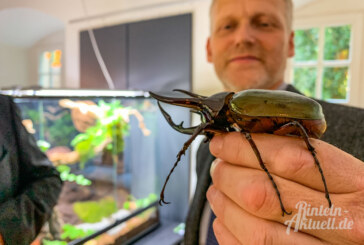 Kuriose Käfer und interessante Insekten: Museum Eulenburg zeigt „Kleine Giganten“