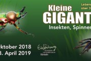 Kleine Giganten: Neue Ausstellung mit Insekten, Spinnen & Co. im Museum Rinteln