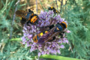 Bunte Vielfalt auf sechs Beinen: Insektensommer vom 2. bis 6. August