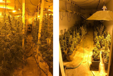 450 Cannabispflanzen sichergestellt: Polizei beschlagnahmt Indoorplantage im Auetal