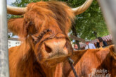 Gutes aus der Region: Rintelner Bauernmarkt zum Felgenfest im Wesertal am 12. Juni
