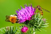 Faszinierende Welt der Wildbienen kennenlernen: Vortrag im Museum Eulenburg