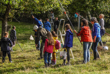 Von der Apfelernte bis zum fertigen Saft: NABU und Lions-Club Rinteln veranstalten 8. Apfelfest