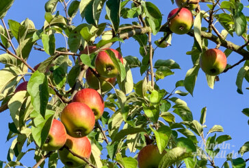 Hohenrode: Das Apfelfest unter freiem Himmel feiern