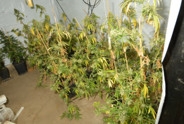 Auetal: Polizei beschlagnahmt Marihuana-Plantage