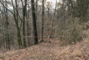 Todenmann: Wald wegen Fällarbeiten Ende Januar gesperrt