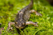 Amphibienwanderung für dieses Jahr beendet: Weniger Tiere als im Vorjahr