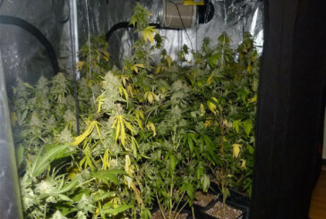 Veltheim: Polizei entdeckt 170 Cannabispflanzen in Wohnung