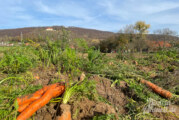 Schaumburg: Rote Beete und Karotten noch bis zum 1. Advent selbst ernten