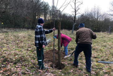Hohenrode: NABU Rinteln pflanzt neue Obstbäume und erneuert Weidezäune