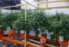 Fast 1.500 Cannabispflanzen gefunden: Polizei hebt Drogenplantagen aus