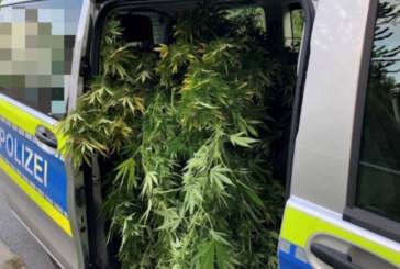 Über zwei Meter hohe Cannabispflanzen im Garten gefunden