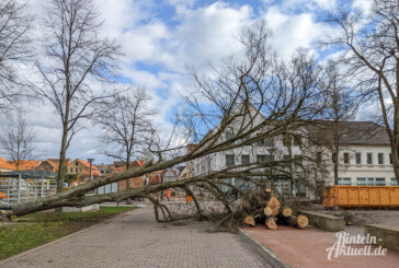 Von Orkan „Zeynep“ beschädigt: Bauhof-Mitarbeiter fällen weiteren Baum am Kollegienplatz