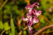 Botanische Besonderheiten entdecken: Die Flora Engerns erkunden