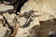 „Insektensommer“: Vom 5. bis 14. August Sechsbeiner beobachten und Ergebnisse notieren