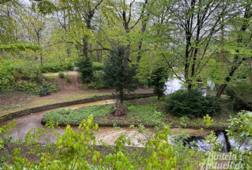 Renovierung an der Pfaueninsel, neue Linden im Rintelner Stadtpark: Das wurde jetzt für den Blumenwall beschlossen
