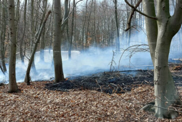 Großeinsatz für Feuerwehren in Steinbergen: Brand im Wald auf 3.000 Quadratmetern