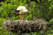 Zwei Storchenküken im Nest gesichtet: Meister Adebar sorgt erneut für Nachwuchs am Heinekamp
