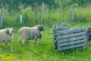Schafschur auf der NABU-Streuobstwiese Hohenrode: „Haarpflege“ sorgt für Abkühlung bei den warmen Temperaturen