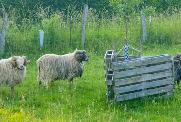 Schafschur auf der NABU-Streuobstwiese Hohenrode: „Haarpflege“ sorgt für Abkühlung bei den warmen Temperaturen