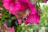 Der Kolibri, der ein Schmetterling ist: Das Taubenschwänzchen wird zunehmend in Deutschland heimisch