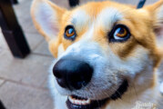 Rinteln: Hundesteuer wird zum 1. Januar 2024 erhöht