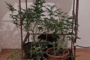 Rinteln: Cannabis in einer Nordstadt-Wohnung gepflanzt